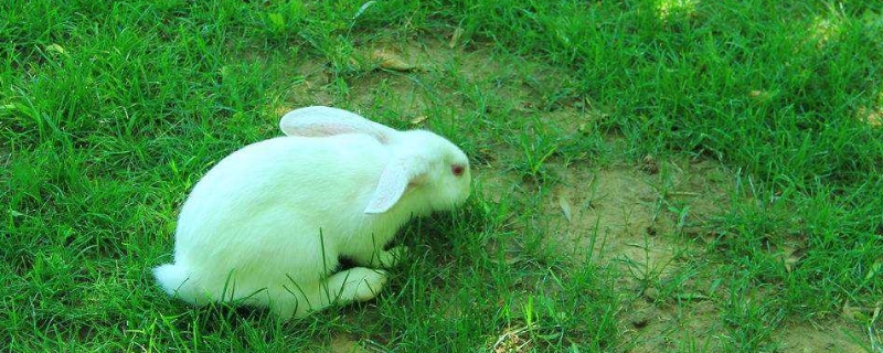 兔子吃桑叶为什么会死
