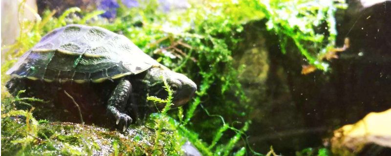 乌龟吃水草怎么解决