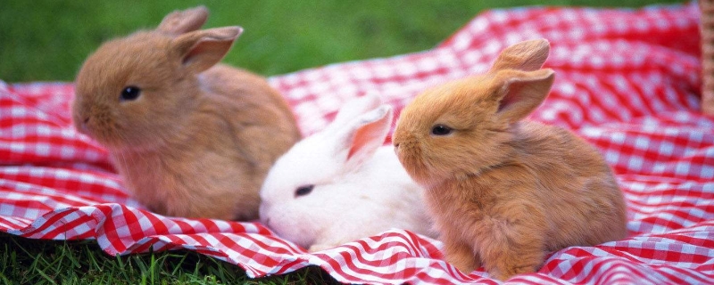 小兔子能吃西瓜皮吗