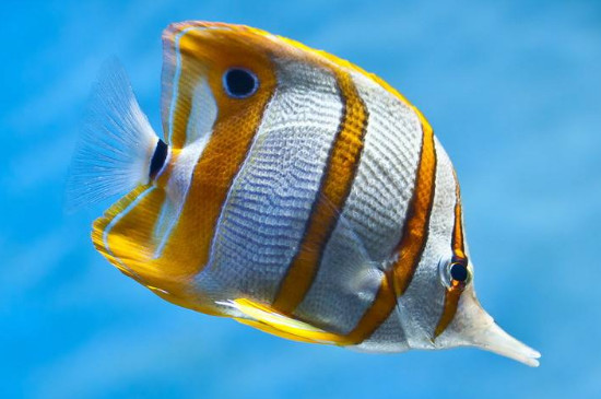 养热带鱼水温控制在多少度
