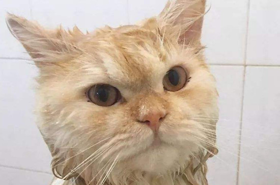 怀孕的猫可以洗澡吗