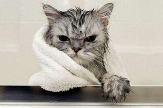 怀孕的猫可以洗澡吗