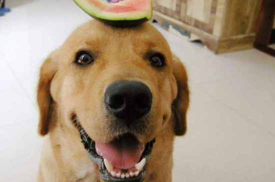 狗狗能吃甜瓜吗