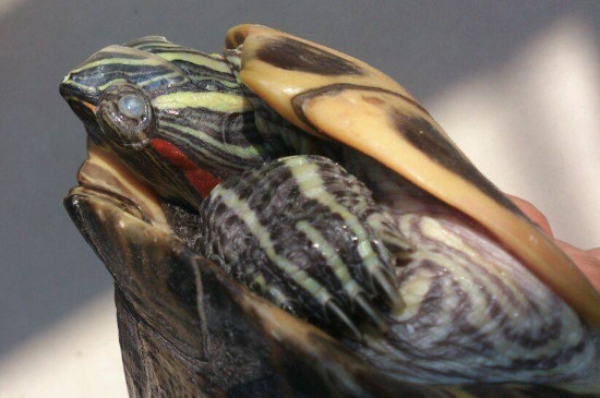 乌龟眼睛有白色脓状物