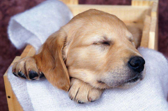 狗狗睡瓷砖有危害吗