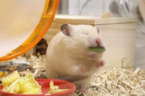 仓鼠可以吃西瓜的籽吗