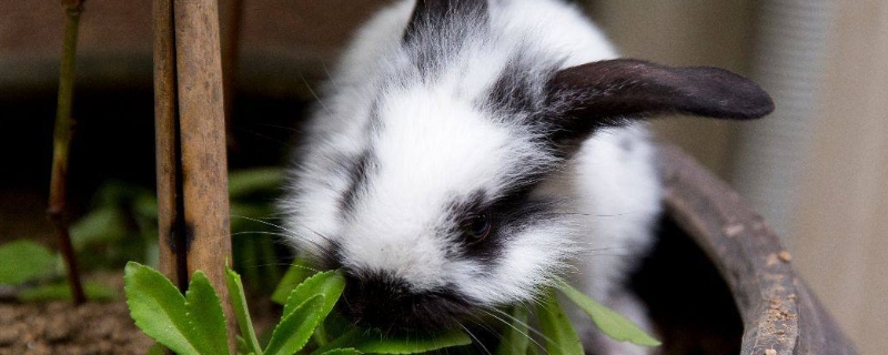 兔子拉稀可活多少天