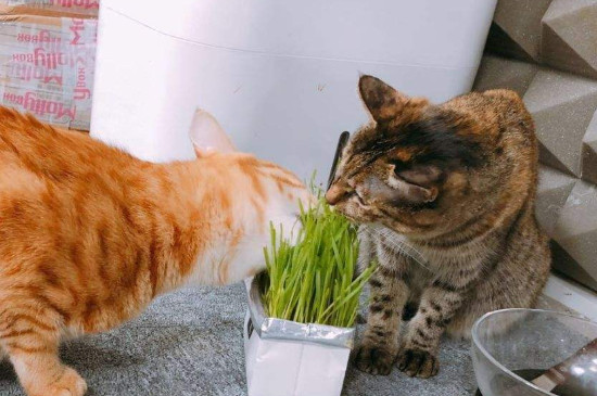 猫咪吃猫草一定会吐吗