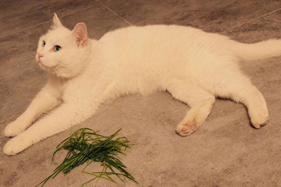 猫咪吃猫草一定会吐吗