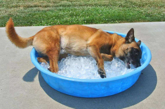 狗狗中暑能自愈吗