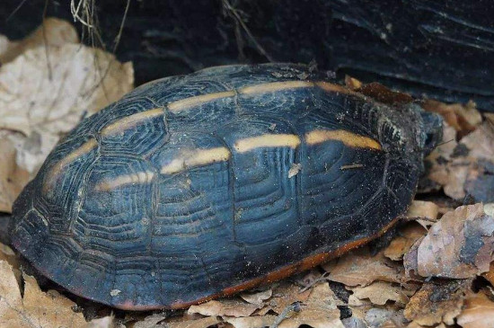 黑色乌龟是什么品种