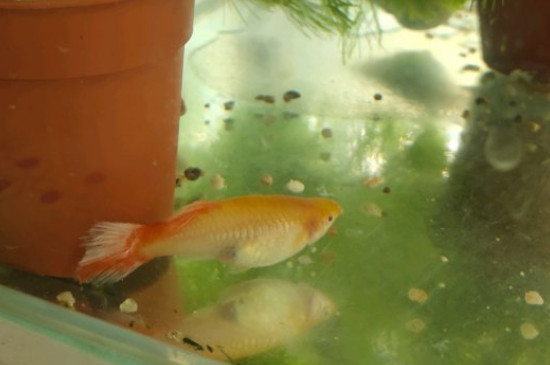 孔雀鱼孕期大概多久