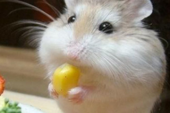 小仓鼠喜欢吃什么