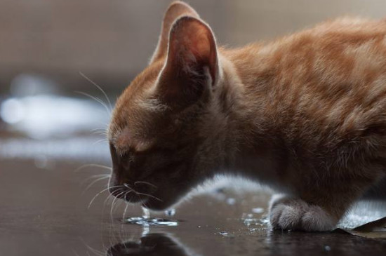幼猫不喝水怎么办