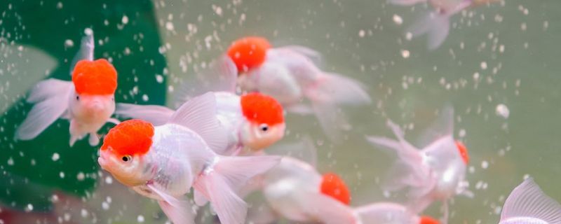 金鱼倾斜了放盐行吗 宠物圈