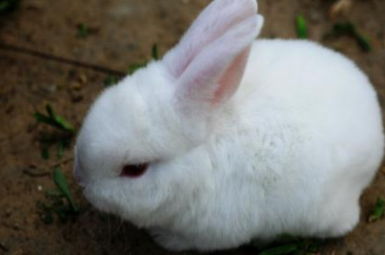 兔子多大算成兔