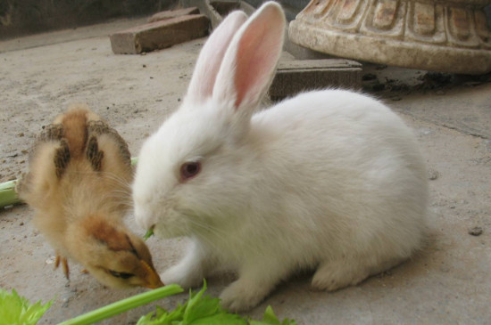 兔子多大算成兔