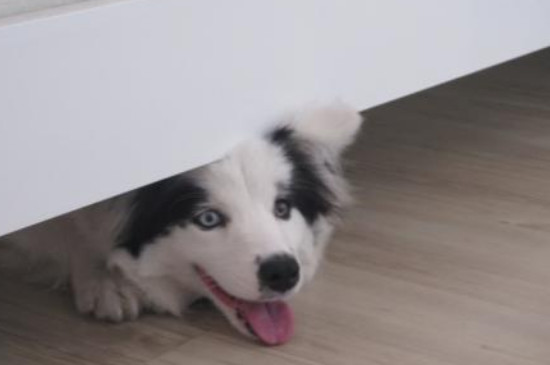 狗狗喜欢睡床底怎么办