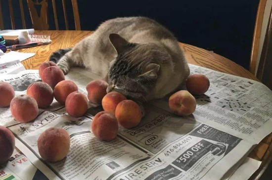 猫咪可以吃桃子肉吗