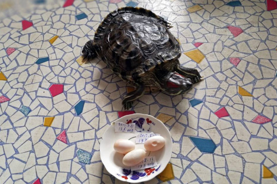 乌龟为什么会吃自己生的蛋
