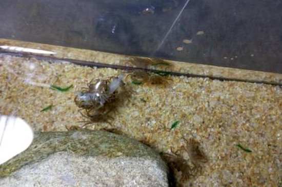 溪蟹可以深水养吗