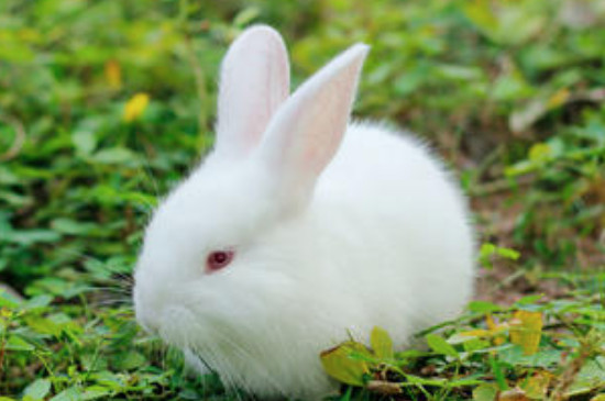 兔子爱吃什么东西