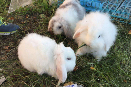 兔子爱吃什么东西