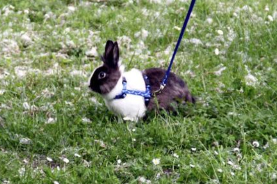 公兔一般多大能配种