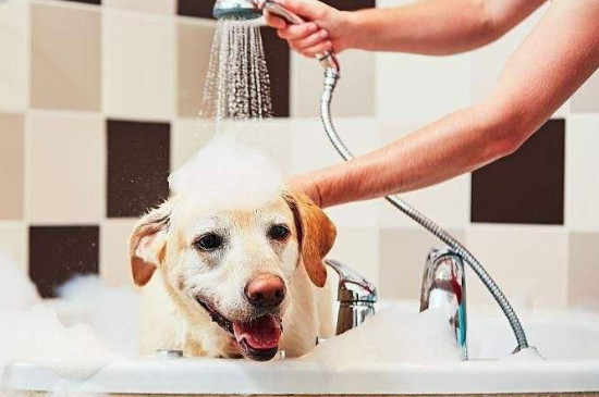 狗狗天天洗澡的后果