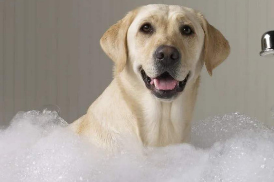 狗狗天天洗澡的后果