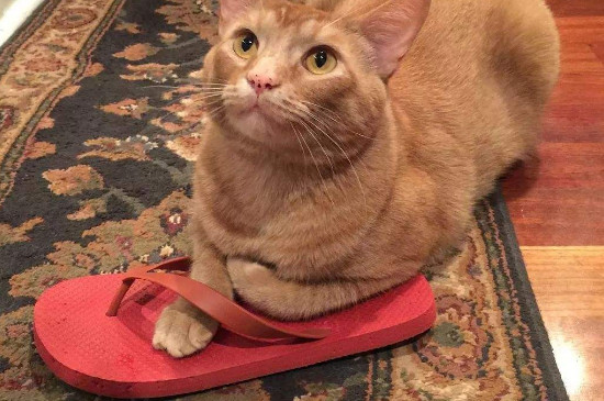 猫为什么喜欢主人的鞋