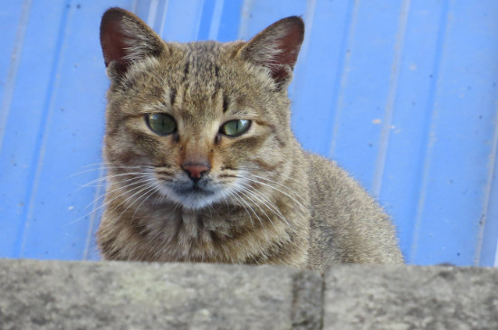 小野猫怎么养