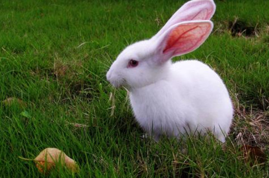兔子可以吃香蕉吗