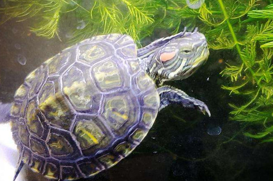 巴西龟多久长大