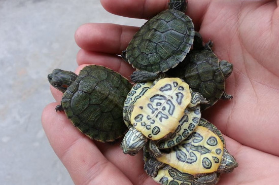 巴西龟多久长大