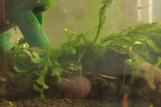 绿藻对乌龟有害吗