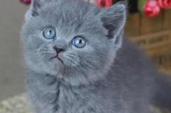 折耳蓝猫能活多少年
