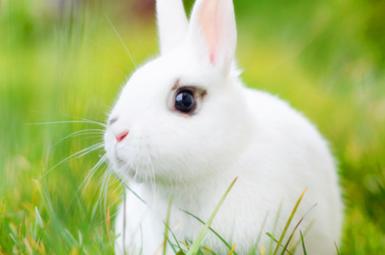 兔子趴着一直抖是为什么