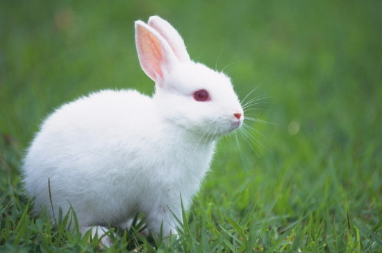 兔子趴着一直抖是为什么