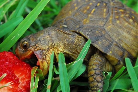 乌龟腐甲用什么药