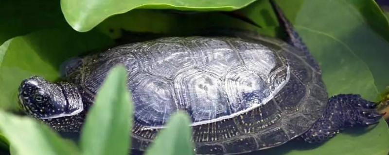 巴西龟可以活多久