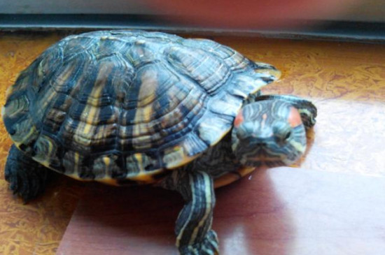 巴西龟可以活多久