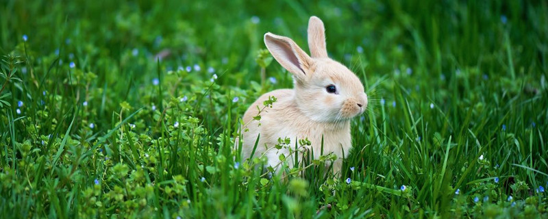 兔子几个月性成熟