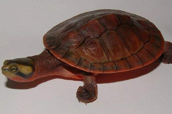圆澳龟可以养在深水吗