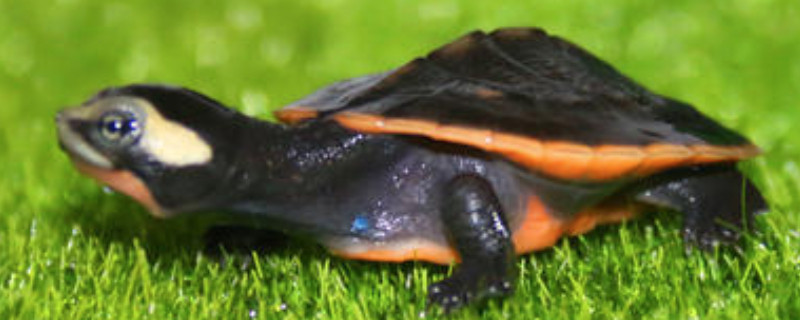 圆澳龟可以养在深水吗
