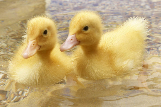 小鸭子能洗澡吗