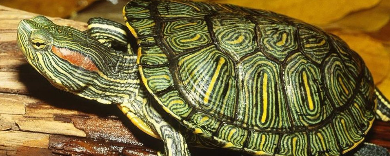 巴西彩龟能活多少年