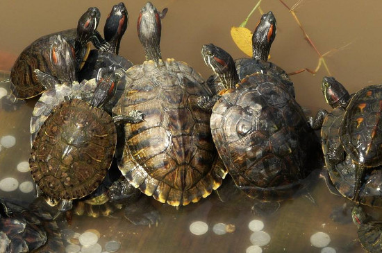 巴西彩龟能活多少年