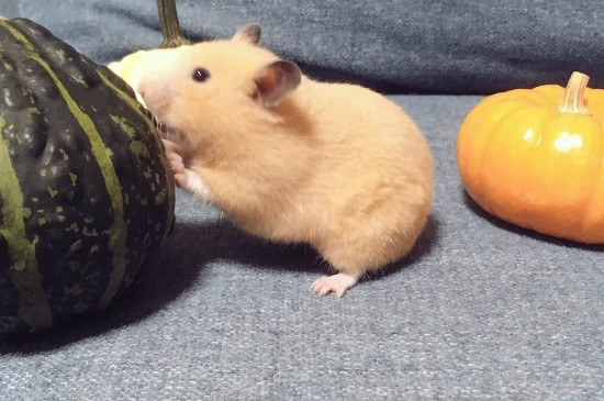 仓鼠可以吃西瓜吗