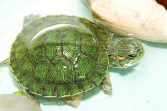 乌龟能不能吃西瓜
